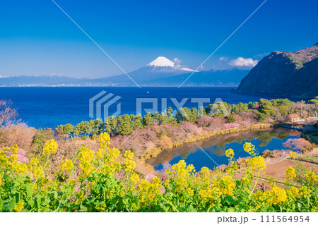 (静岡県)菜の花咲く西伊豆井田から、海越しの富士山 (静岡県)菜の花咲く西伊豆井田から、海越しの富士山 111564954