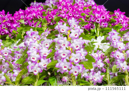 デンドロビュームの花 洋蘭 デンドロビュームの花 洋蘭 111565111