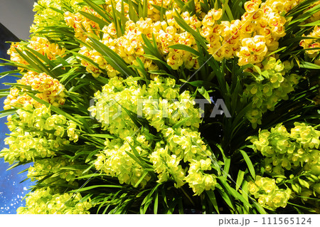 シンビジウムの花 洋蘭 シンビジウムの花 洋蘭 111565124