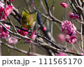 梅とメジロ 111565170