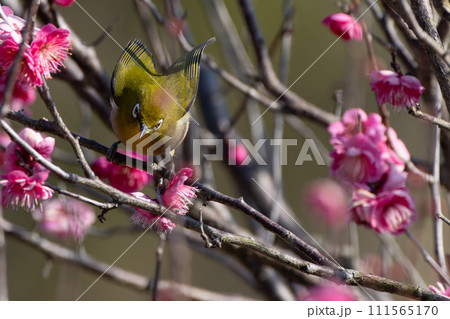 梅とメジロ 梅とメジロ 111565170