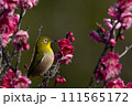 梅とメジロ 111565172
