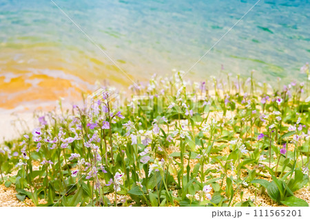 オキナワチドリの花 沖縄千鳥 ランの花 オキナワチドリの花 沖縄千鳥 ランの花 111565201
