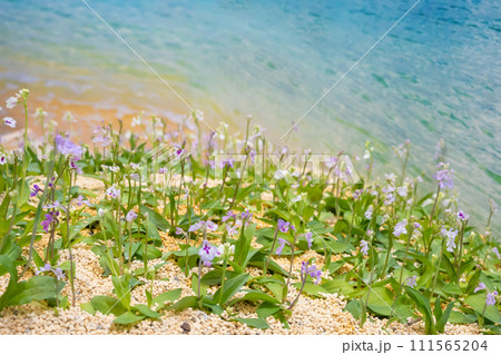 オキナワチドリの花 沖縄千鳥 ランの花 オキナワチドリの花 沖縄千鳥 ランの花 111565204