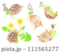 野の花と戯れるギリシャリクガメの子亀の手描きイラストセット  111565277
