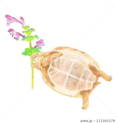 ホトケノザと戯れるギリシャリクガメの子亀の手描きイラスト ホトケノザと戯れるギリシャリクガメの子亀の手描きイラスト 111565279