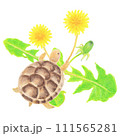 タンポポと戯れるギリシャリクガメの子亀の手描きイラスト 111565281