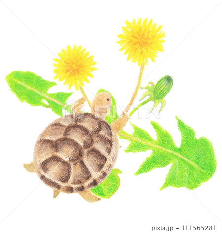 タンポポと戯れるギリシャリクガメの子亀の手描きイラスト タンポポと戯れるギリシャリクガメの子亀の手描きイラスト 111565281