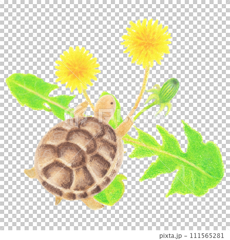 タンポポと戯れるギリシャリクガメの子亀の手描きイラスト タンポポと戯れるギリシャリクガメの子亀の手描きイラスト 111565281