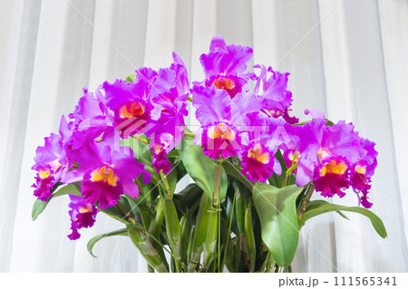 カトレアの花 洋蘭 カトレアの花 洋蘭 111565341
