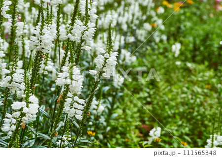 Young blooming white Physostegia virginiana flowers for landscaping, gardening 111565348