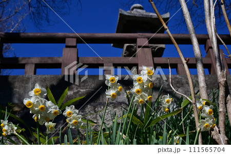 八幡堀_水仙 八幡堀_水仙 111565704
