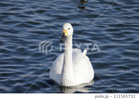 白鳥 白鳥 111565732