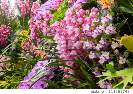 たくさんの洋蘭の花　フラワーアレンジメント　 111565742