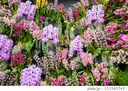 たくさんの洋蘭の花　フラワーアレンジメント　 111565743