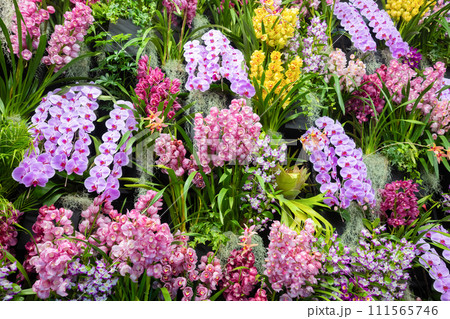 たくさんの洋蘭の花　フラワーアレンジメント　 111565746