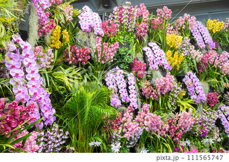 たくさんの洋蘭の花　フラワーアレンジメント　 111565747