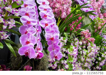 たくさんの洋蘭の花 フラワーアレンジメント たくさんの洋蘭の花 フラワーアレンジメント 111565750