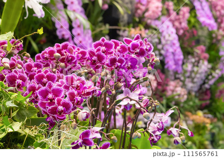 たくさんの洋蘭の花 フラワーアレンジメント たくさんの洋蘭の花 フラワーアレンジメント 111565761