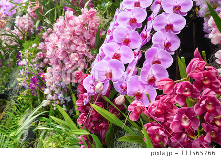 たくさんの洋蘭の花　フラワーアレンジメント　 111565766