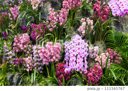 たくさんの洋蘭の花　フラワーアレンジメント　 111565767