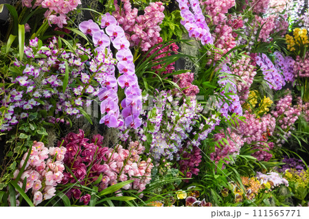 たくさんの洋蘭の花　フラワーアレンジメント　 111565771