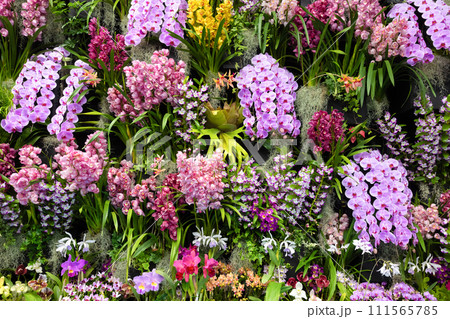 たくさんの洋蘭の花　フラワーアレンジメント　 111565785