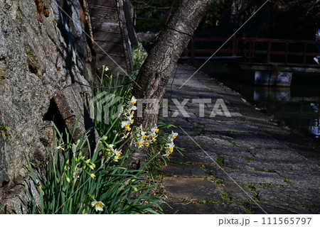 八幡堀_水仙 八幡堀_水仙 111565797