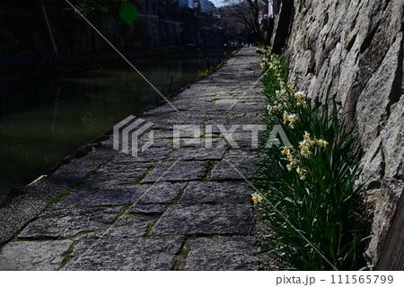 八幡堀_水仙 八幡堀_水仙 111565799