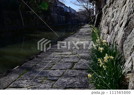 八幡堀_水仙 八幡堀_水仙 111565800