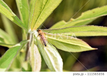 Snipes, a family of insects from the short-whiskered suborder of the Diptera order. 111565856