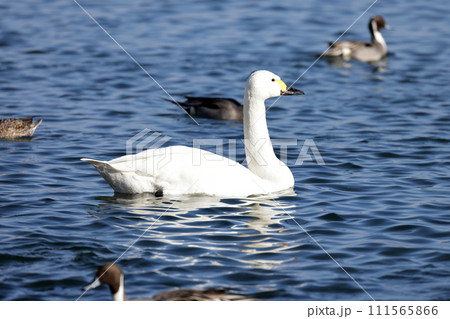 白鳥 111565866