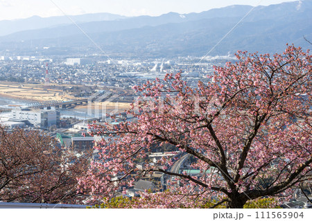 桜咲く松田山から望む、街並み 111565904