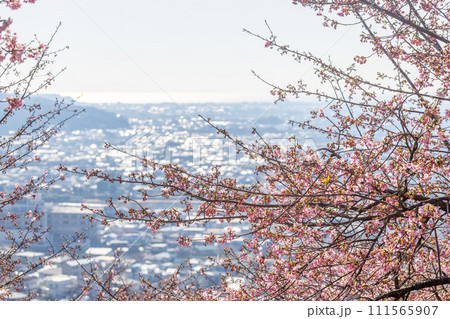 桜咲く松田山から望む、街並み 111565907