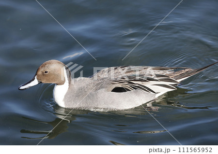 鴨 111565952