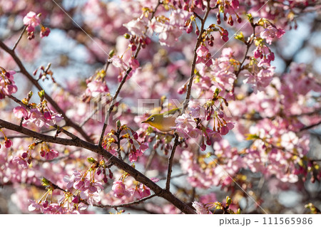 河津桜の中で、一心不乱にミツを吸うメジロ 111565986