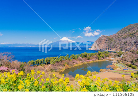 (静岡県)菜の花咲く西伊豆井田から、海越しの富士山 (静岡県)菜の花咲く西伊豆井田から、海越しの富士山 111566108