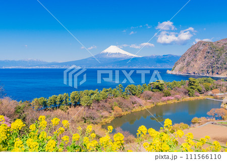 （静岡県）菜の花咲く西伊豆井田から、海越しの富士山 111566110