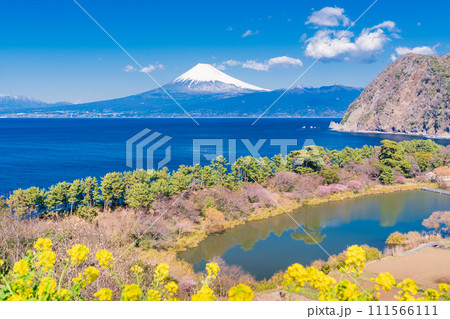 (静岡県)菜の花咲く西伊豆井田から、海越しの富士山 (静岡県)菜の花咲く西伊豆井田から、海越しの富士山 111566111