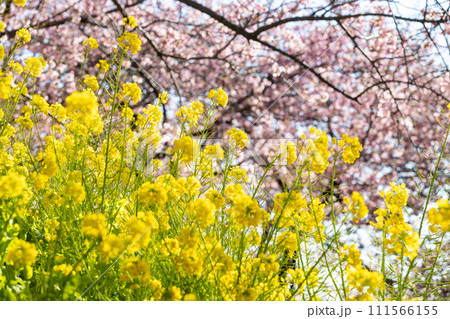 菜の花と河津桜の鮮やかなコラボレーション 111566155