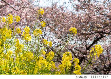 菜の花と河津桜の鮮やかなコラボレーション 菜の花と河津桜の鮮やかなコラボレーション 111566157
