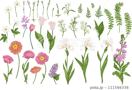 Set with spring and summer flowers. Blooming garden. Botanical illustration. Tulips, poppies, irises, cannons, levkoy. Colorful. Set with spring and summer flowers. Blooming garden. Botanical illustration. Tulips, poppies, irises, cannons, levkoy. Colorful. 111566336