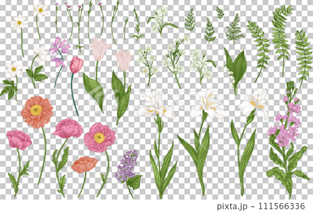 Set with spring and summer flowers. Blooming garden. Botanical illustration. Tulips, poppies, irises, cannons, levkoy. Colorful. Set with spring and summer flowers. Blooming garden. Botanical illustration. Tulips, poppies, irises, cannons, levkoy. Colorful. 111566336