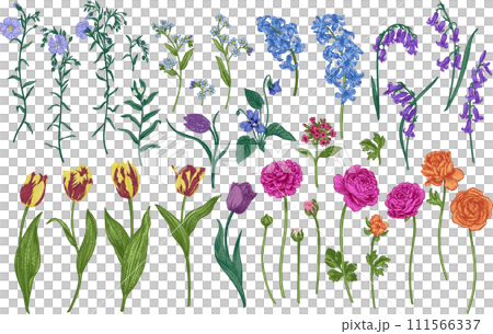 Set with spring and summer flowers. Garden plants. Illustration. Tulips, hyacinths, flax, ranunculus, hyacinthoides. Engraving style. Set with spring and summer flowers. Garden plants. Illustration. Tulips, hyacinths, flax, ranunculus, hyacinthoides. Engraving style. 111566337