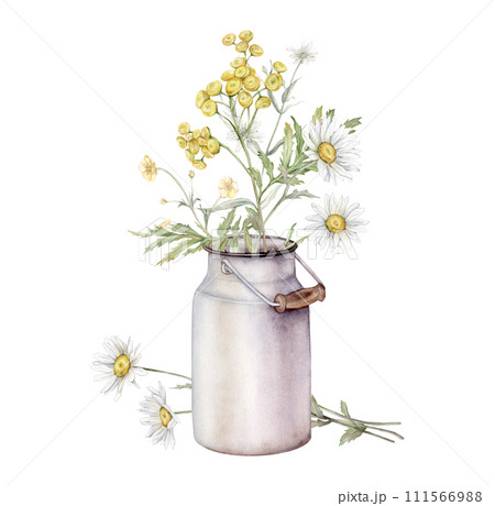 Watercolor Daisy and tansy with metal can for milk. Hand drawn illustration of Chamomile. bouquet of white blossom flowers on isolated background. Painted wildflowers and vintage white aluminum jar. Watercolor Daisy and tansy with metal can for milk. Hand drawn illustration of Chamomile. bouquet of white blossom flowers on isolated background. Painted wildflowers and vintage white aluminum jar. 111566988