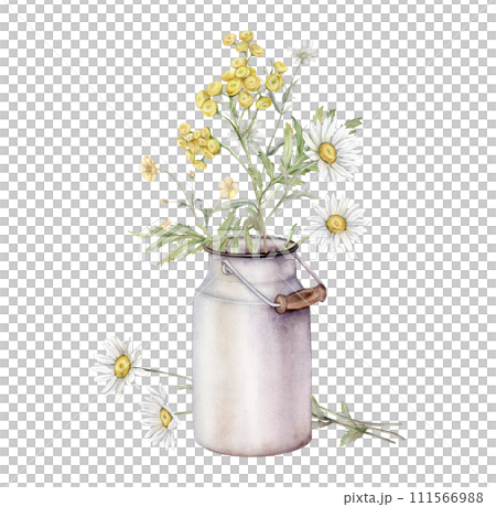 Watercolor Daisy and tansy with metal can for milk. Hand drawn illustration of Chamomile. bouquet of white blossom flowers on isolated background. Painted wildflowers and vintage white aluminum jar. Watercolor Daisy and tansy with metal can for milk. Hand drawn illustration of Chamomile. bouquet of white blossom flowers on isolated background. Painted wildflowers and vintage white aluminum jar. 111566988