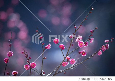 春を告げる紅梅 111567165