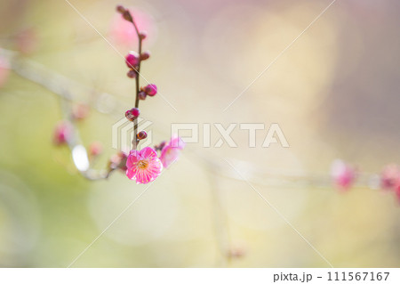 春の陽に花開く紅梅（横写真） 111567167