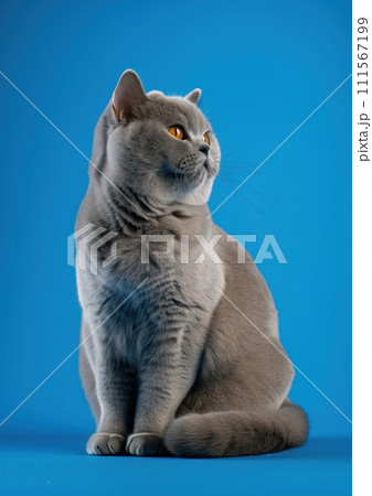 Advertising portrait, banner of smoky gray british shorthair cat watching with his head turned, isolated on blue background Advertising portrait, banner of smoky gray british shorthair cat watching with his head turned, isolated on blue background 111567199