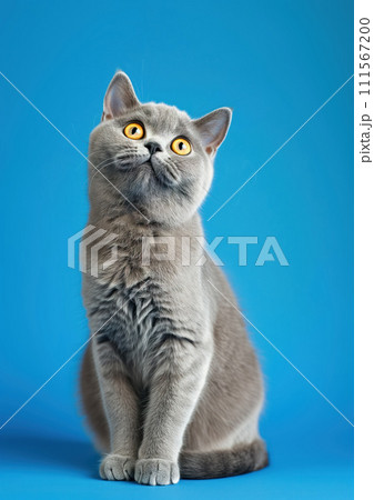 Advertising portrait, banner of smoky gray with open yellow eyes british shorthair cat, isolated on blue background Advertising portrait, banner of smoky gray with open yellow eyes british shorthair cat, isolated on blue background 111567200